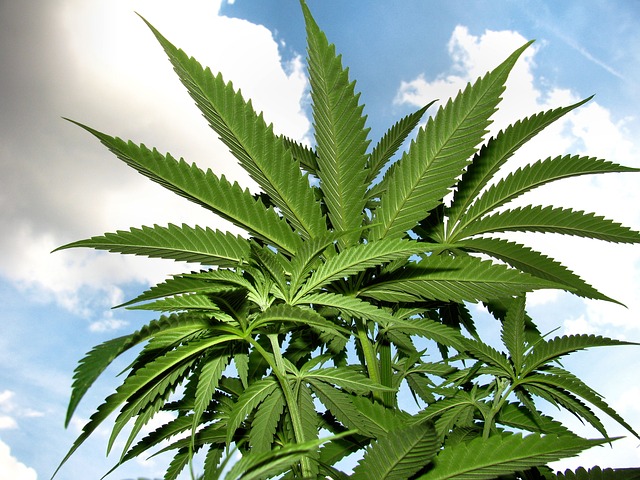 obloha, rostlina, marihuana