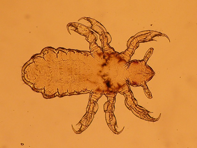 larva vši.jpg