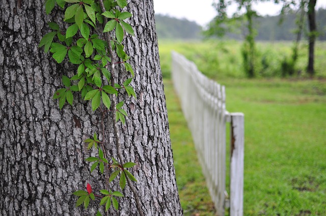 dřevěný plot za stromem